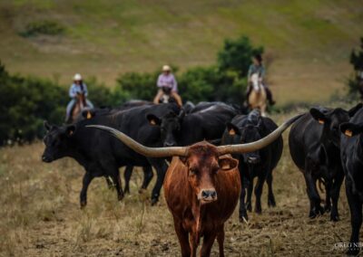 Longhorn Ranch - Surin