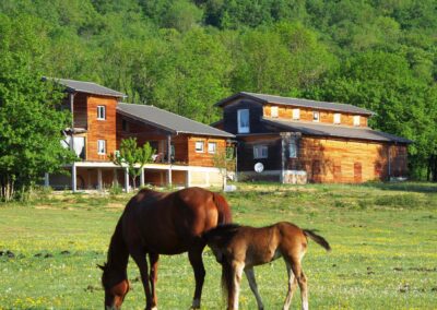Ecurie Red Spring, Sénaud, Equitation western, quarter horse